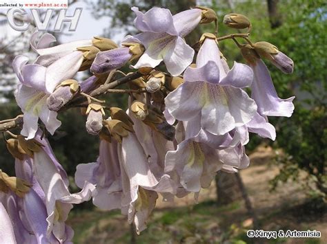 泡桐|Paulownia